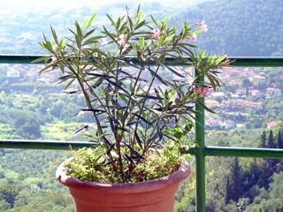 Alto plant view