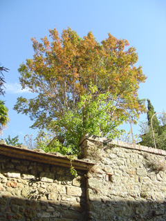 Tree on old wall