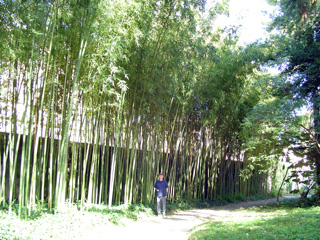 Bamboo