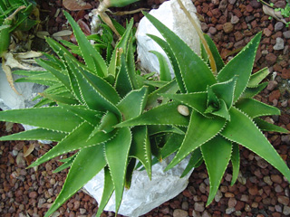 cacti