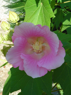 Chinese Hibiscus