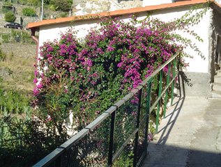 Cornelia street
