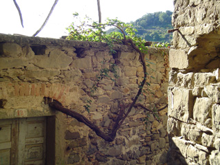 determined vine