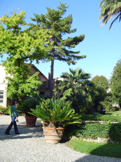 Orto
