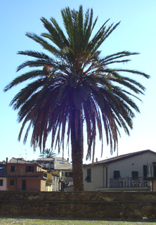 Palm tree