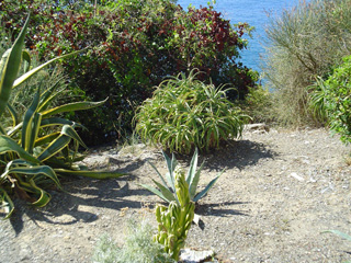 vegetation