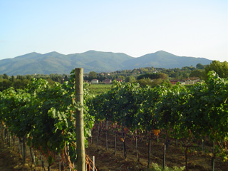 Vineyard