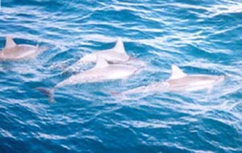 dolphins