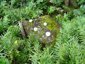 lichen