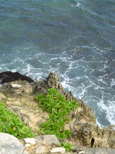 along the cliffs