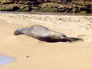 seal