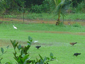 wet field