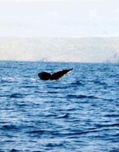 whale tail