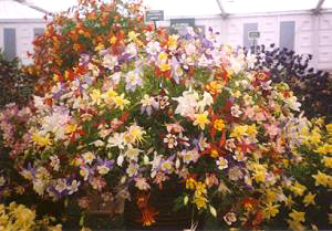 columbines