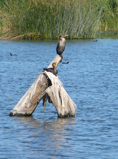 double crested cormorants