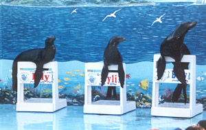 sealions