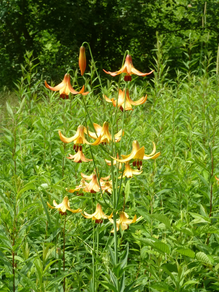 Canada Lily