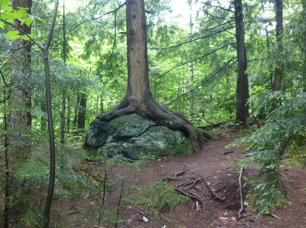 tree hugging rock