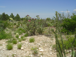 desert