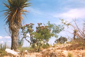 Desertscape