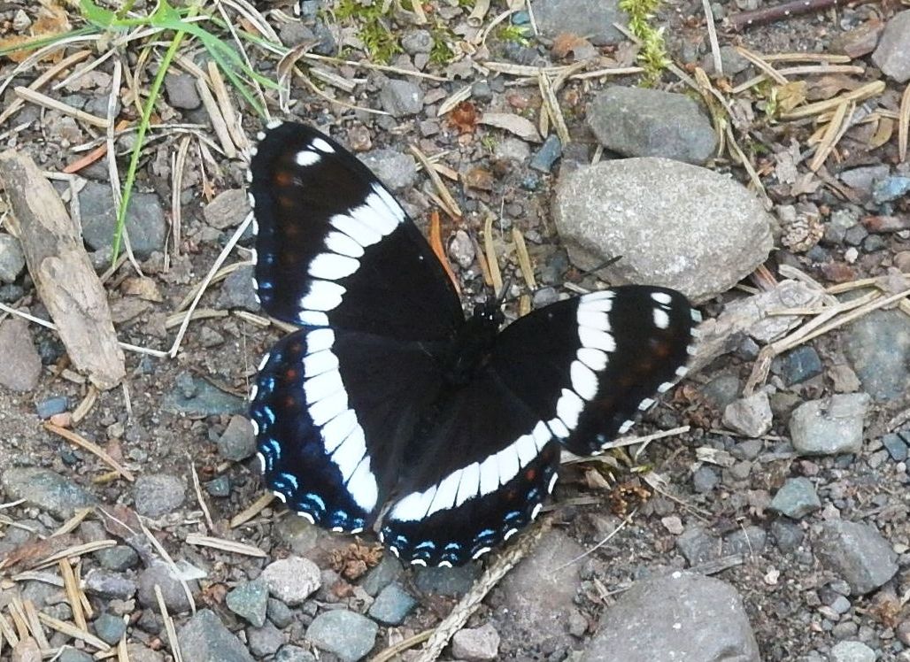 white admiral