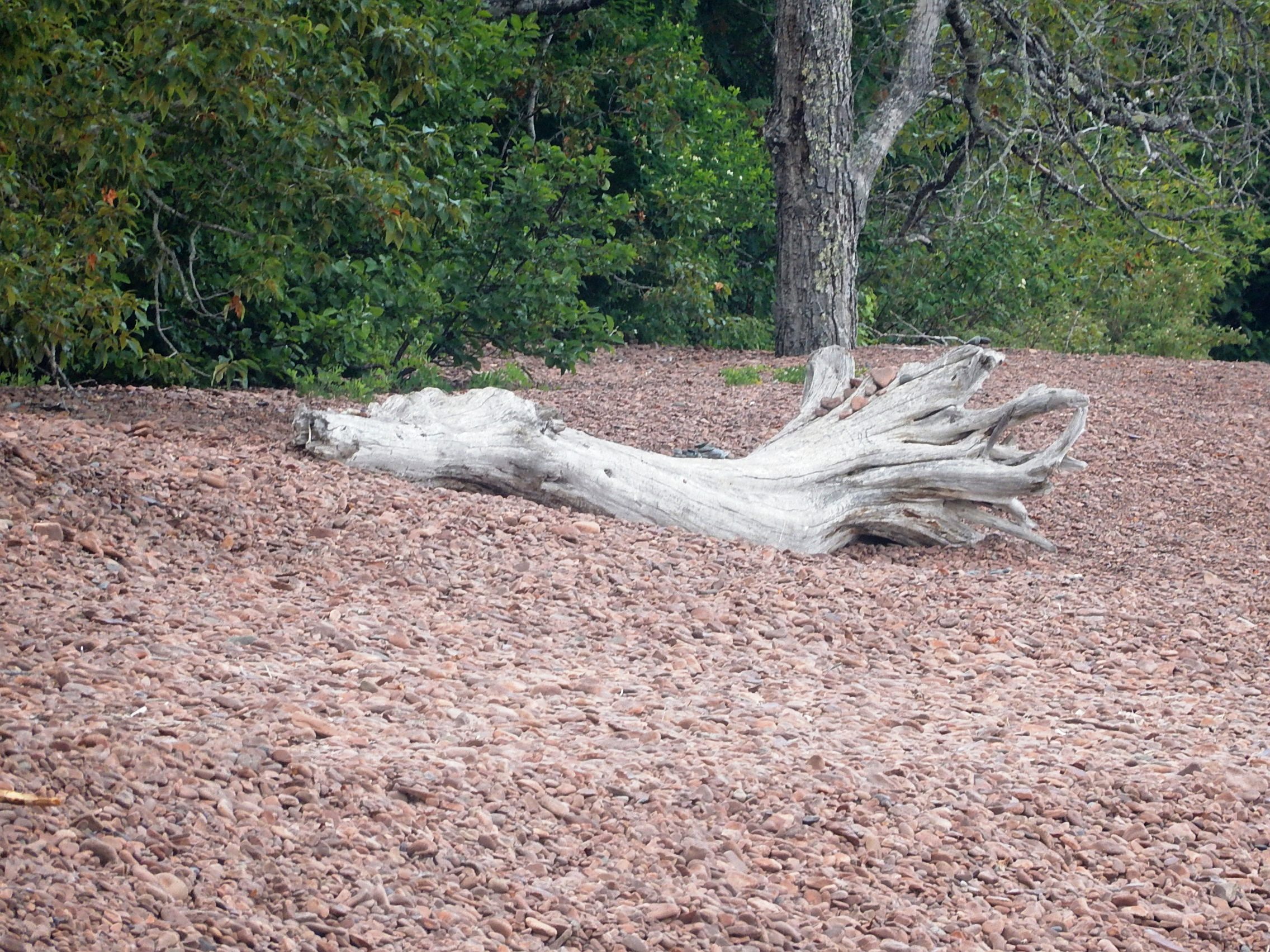 driftwood