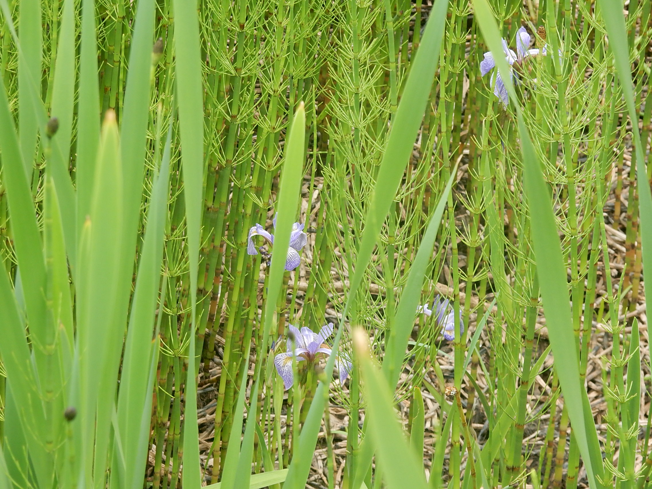 horsetail and iris